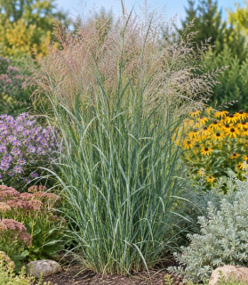 Panicum virgatum ‘Prairie Sky’